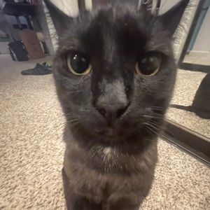 Meet your Posher, Annie